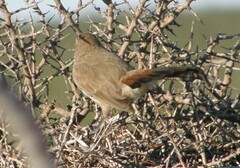 Ochetorhynchus phoenicurus