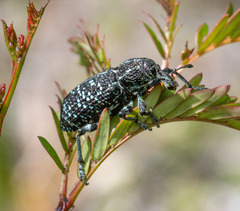 Chrysolopus spectabilis