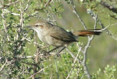 Ochetorhynchus phoenicurus