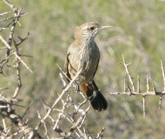 Ochetorhynchus phoenicurus