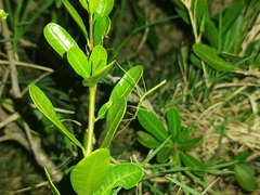 Heteronemiinae