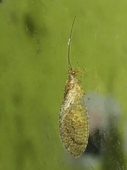 Nusalala tessellata