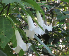 Brugmansia arborea