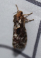 Korscheltellus gracilis