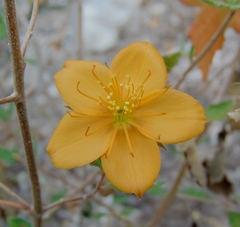 Mentzelia hispida