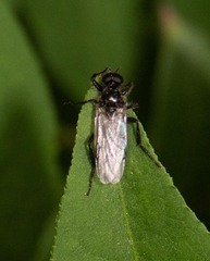 Bibio albipennis