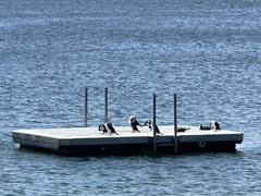 Phalacrocorax fuscescens