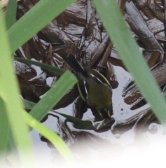 Tachuris rubrigastra