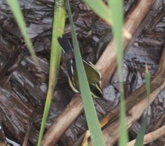 Tachuris rubrigastra