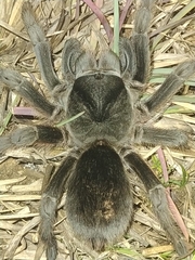 Grammostola