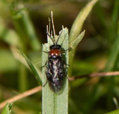 Eutomostethus ephippium