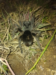 Grammostola