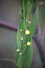 Acacia venulosa