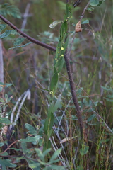 Acacia venulosa