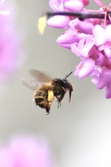 Anthophora villosula