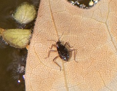 Gerromorpha