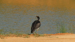 Anhima cornuta