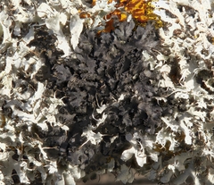 Phaeophyscia adiastola