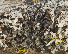 Phaeophyscia pusilloides