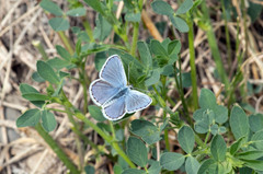 Plebejus melissa