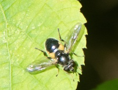 Blera badia
