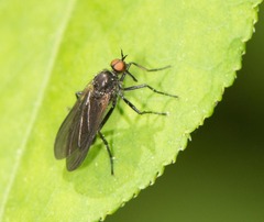 Rhamphomyia