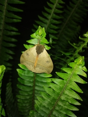 Automeris coresus