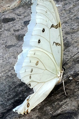 Morpho polyphemus polyphemus