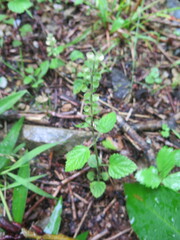 Scutellaria pekinensis