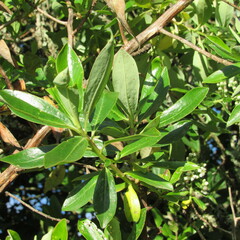 Escallonia discolor