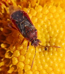 Liorhyssus