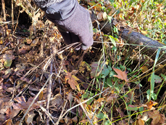 Bromus sitchensis sitchensis