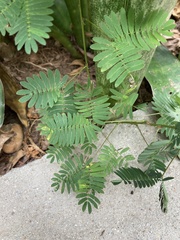 Mimoseae