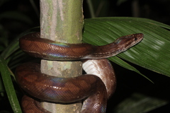 Epicrates maurus