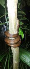 Epicrates maurus
