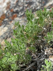 Ericameria watsonii