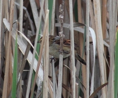 Phleocryptes melanops