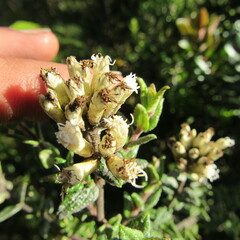 Chromolaena bullata