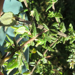 Chromolaena bullata