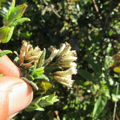 Chromolaena bullata