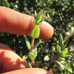 Chromolaena bullata