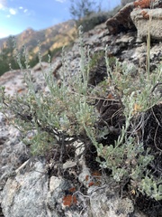 Artemisia arbuscula