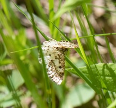 Eufidonia discospilata