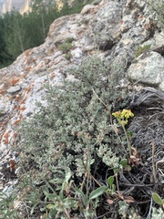 Artemisia arbuscula