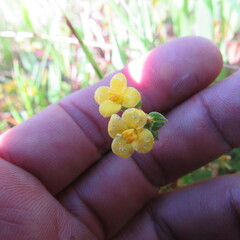 Chaetolepis microphylla