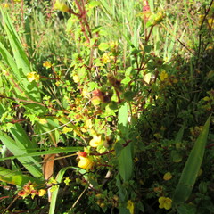 Chaetolepis microphylla