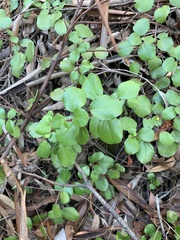 Ribes viburnifolium