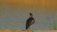 Anhima cornuta