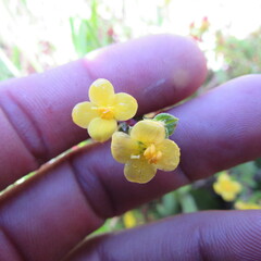 Chaetolepis microphylla