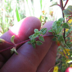 Chaetolepis microphylla
